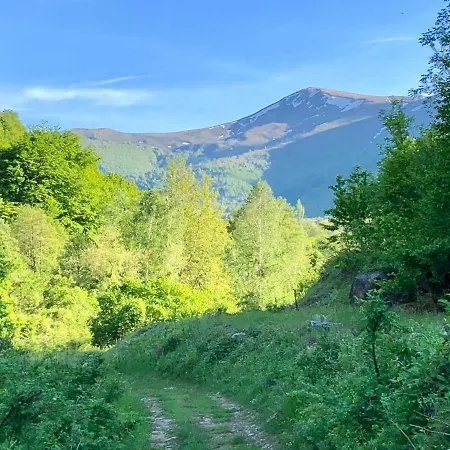 Orka Pelister - Forest Zone